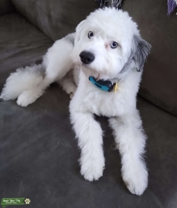 Aussiepoo Stud Listing Image
