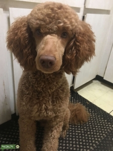 Red/caramel mini labradoodle stud Listing Image