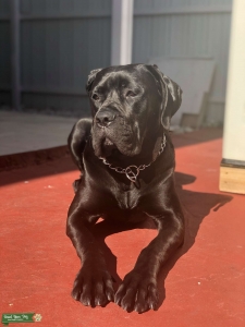 Cane Corso  Listing Image