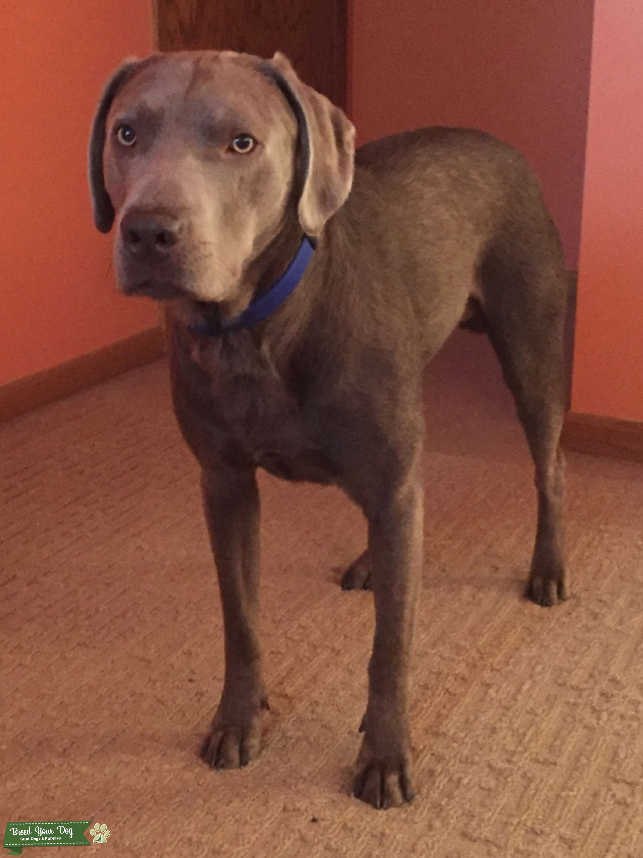 Silver lab Stud Stud Dog in SE Wisconsin , Mexico Breed Your Dog