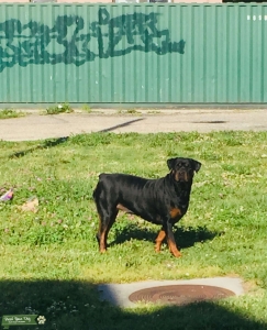 Female Rottweiler  Listing Image