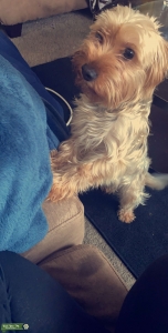 Yorkie  Listing Image