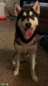 Looking to breed my girl Listing Image