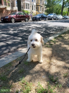 Energetic white Poochon (Bichon Frise/Poodle) Listing Image