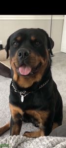 Beautiful Rottweiler stud     Listing Image