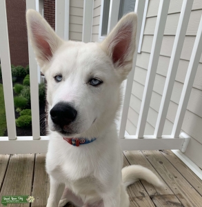 Husky Stud Looking To Mate  Listing Image