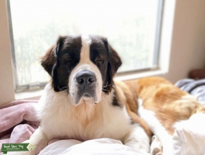 Saint Bernard stud Listing Image