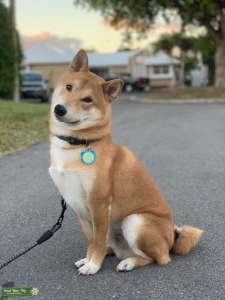 Max the Shiba inu Listing Image