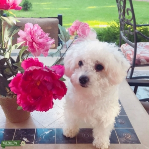 8.4 lb pure bred AKC Bichon Listing Image