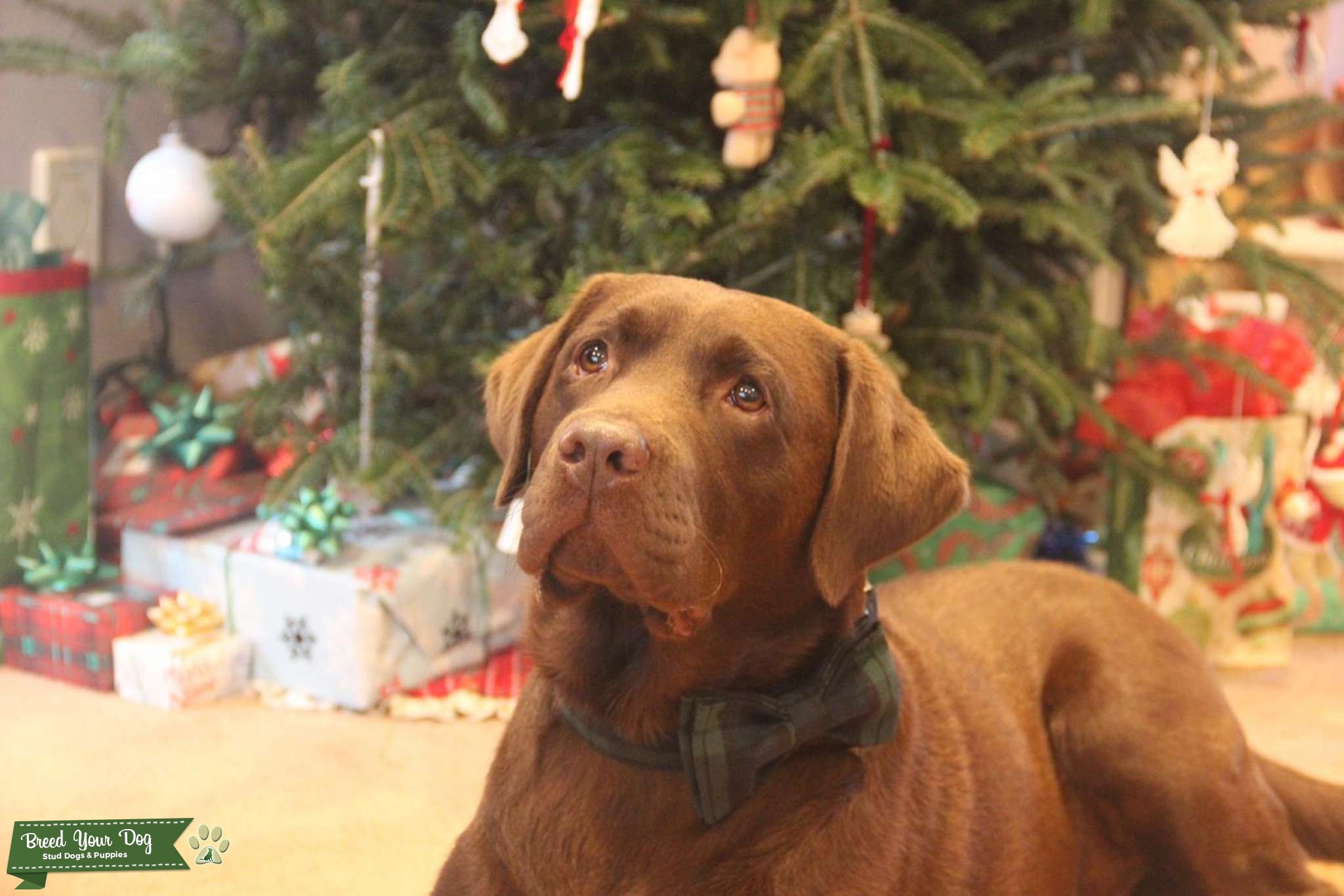 Beautiful Pedigree Chocolate Labrador Retriever Stud Dog in NC