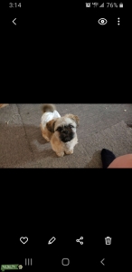 Shih Tzu brindle 10 pounds,  both parents under 12 pounds. Gentle, loveable, sweet little friend  Listing Image