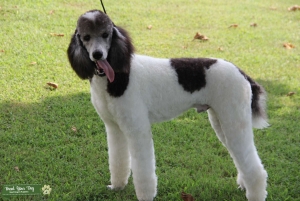 Grey and White Parti Standard Poodle Listing Image