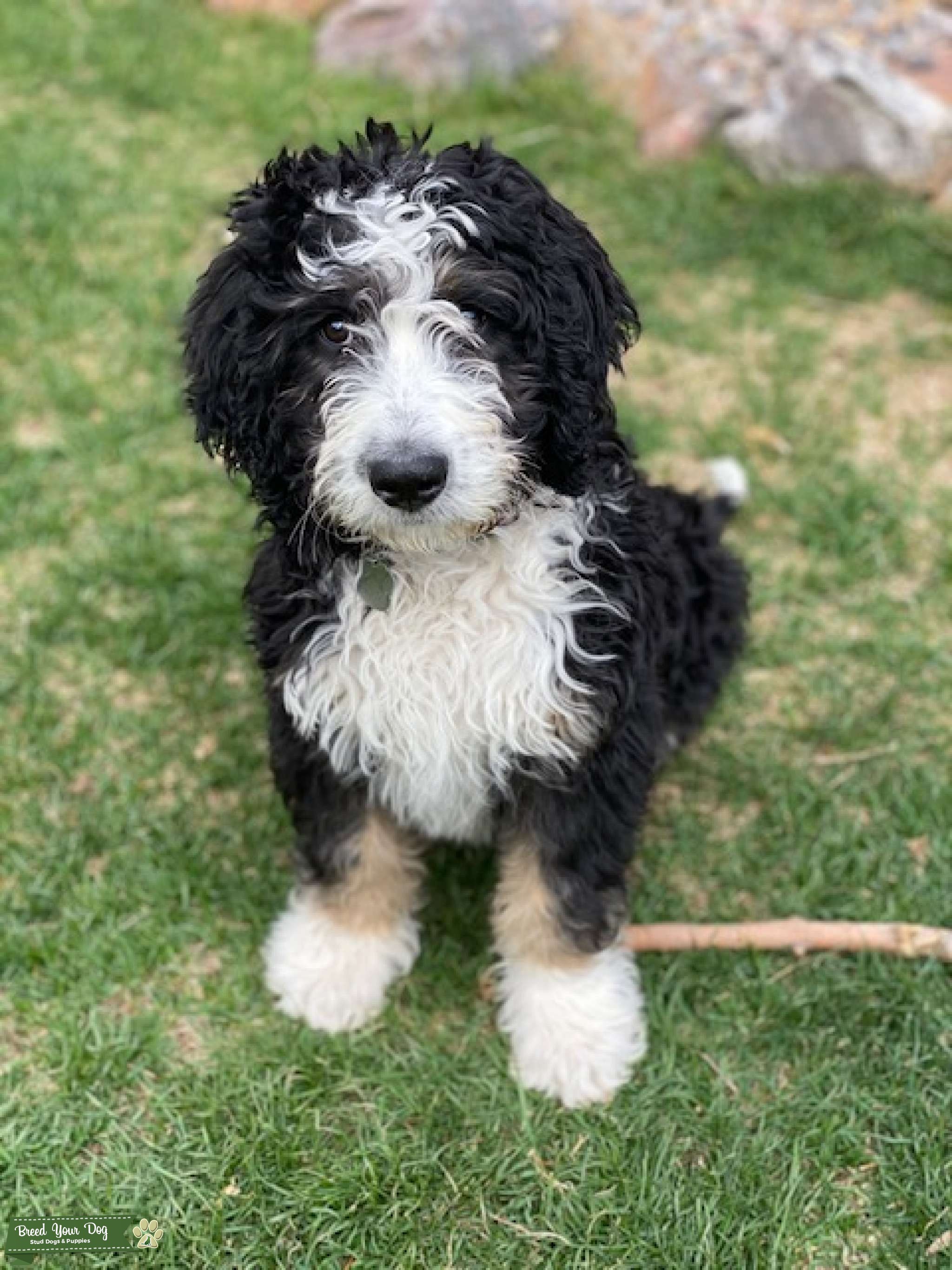 Grey and White Parti Standard Poodle Stud Dog in Colorado, the United