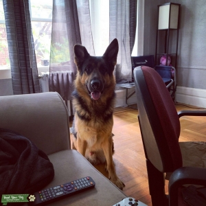 Need a female dog to breed Listing Image
