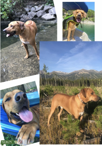 Ridgeback Male Seeks Cute Female Listing Image
