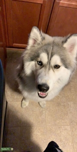 Wooly Siberian Husky Listing Image