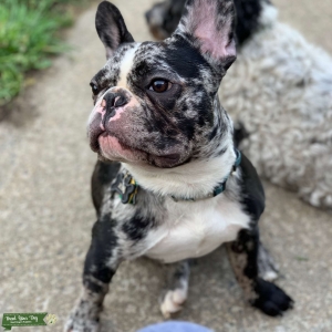 Niis da Frenchie Listing Image