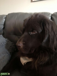 Brown Newfoundland  Listing Image