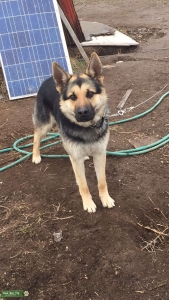 German Shepherd Stud Listing Image