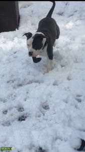 Blue nose bully  Listing Image