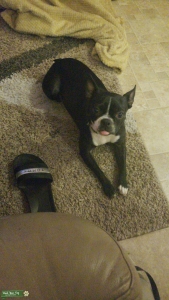 Looking for handsome Boston terrier Listing Image