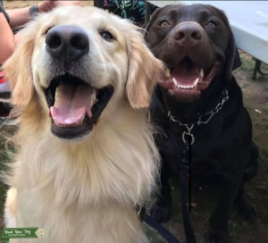 Male Golden Retriever  Listing Image
