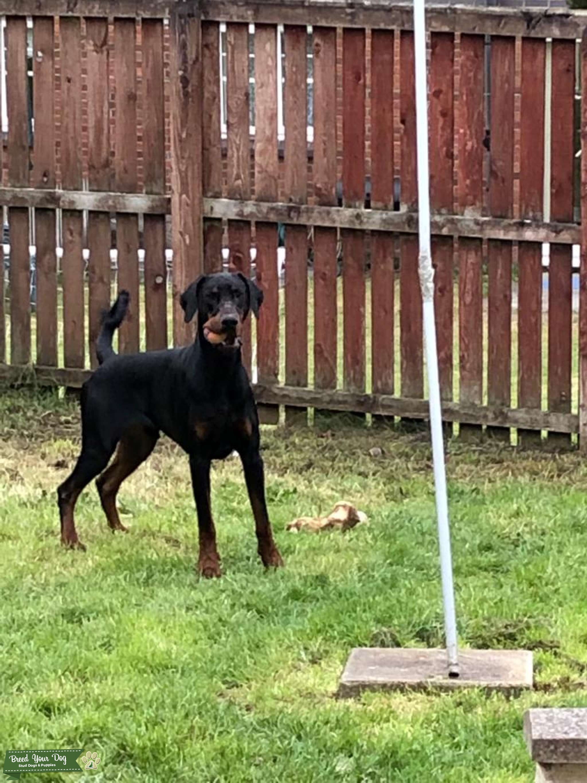 Dobermann Stud Dog in Glasgow, the United States Breed Your Dog