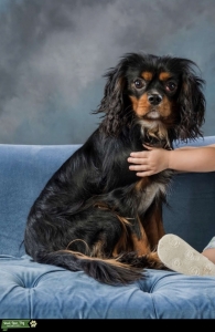 Black and Tan stud  Listing Image