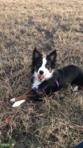 Looking For Stud - Miniature Aussie Listing Image