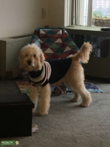 Male Goldendoodle Listing Image