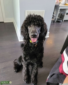 F1b goldendoodle proven stud! Listing Image