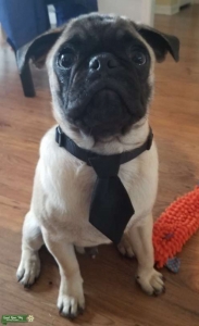 Beautiful Pug for Stud Listing Image