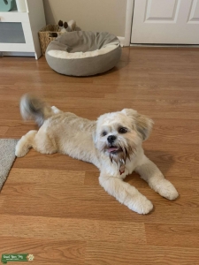 Handsome shihtzu looking for a girl Listing Image