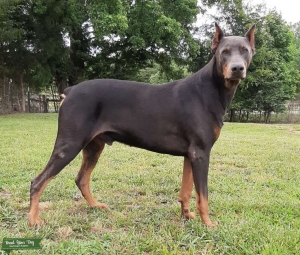 Blue Doberman Listing Image