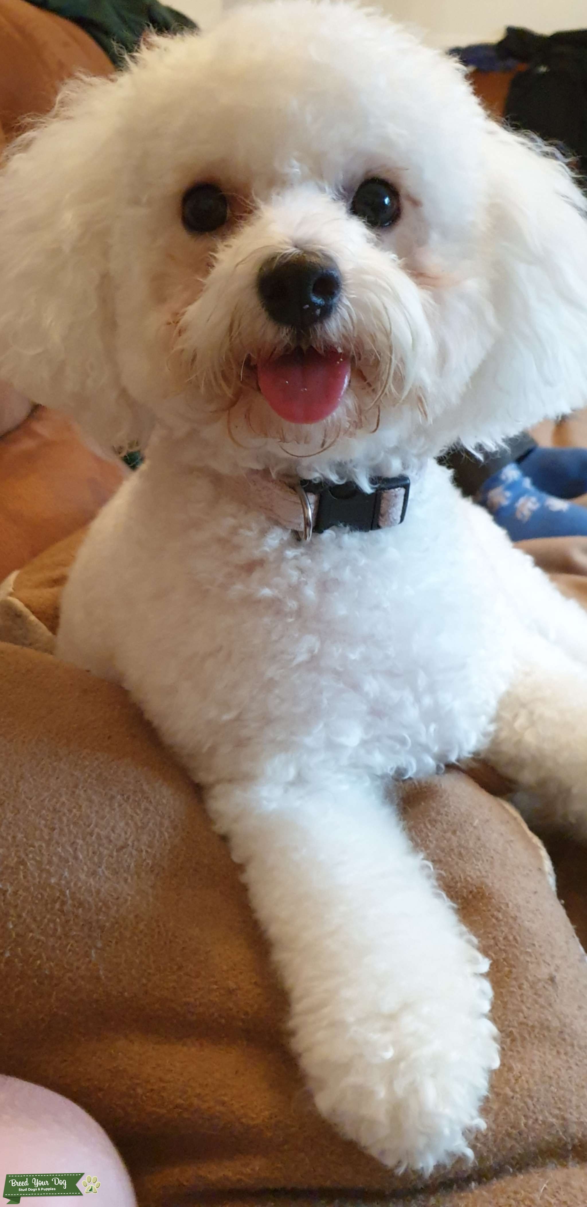Beautiful White bichon frise. Stud Dog Pontypridd Breed Your Dog