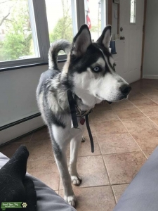 Handsome Siberian Husky 8 months Listing Image