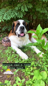 Notneutered PureBred St Bernard  Listing Image