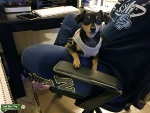 smallChiweenie Listing Image