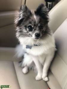 Handsome Pom for stud  Listing Image
