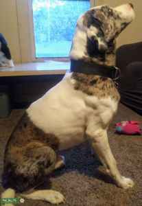 catahoula great dane