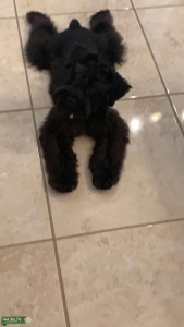 Akc Black SchnauZer  Listing Image