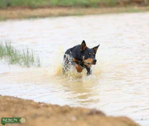 Kelpie Stud Listing Image