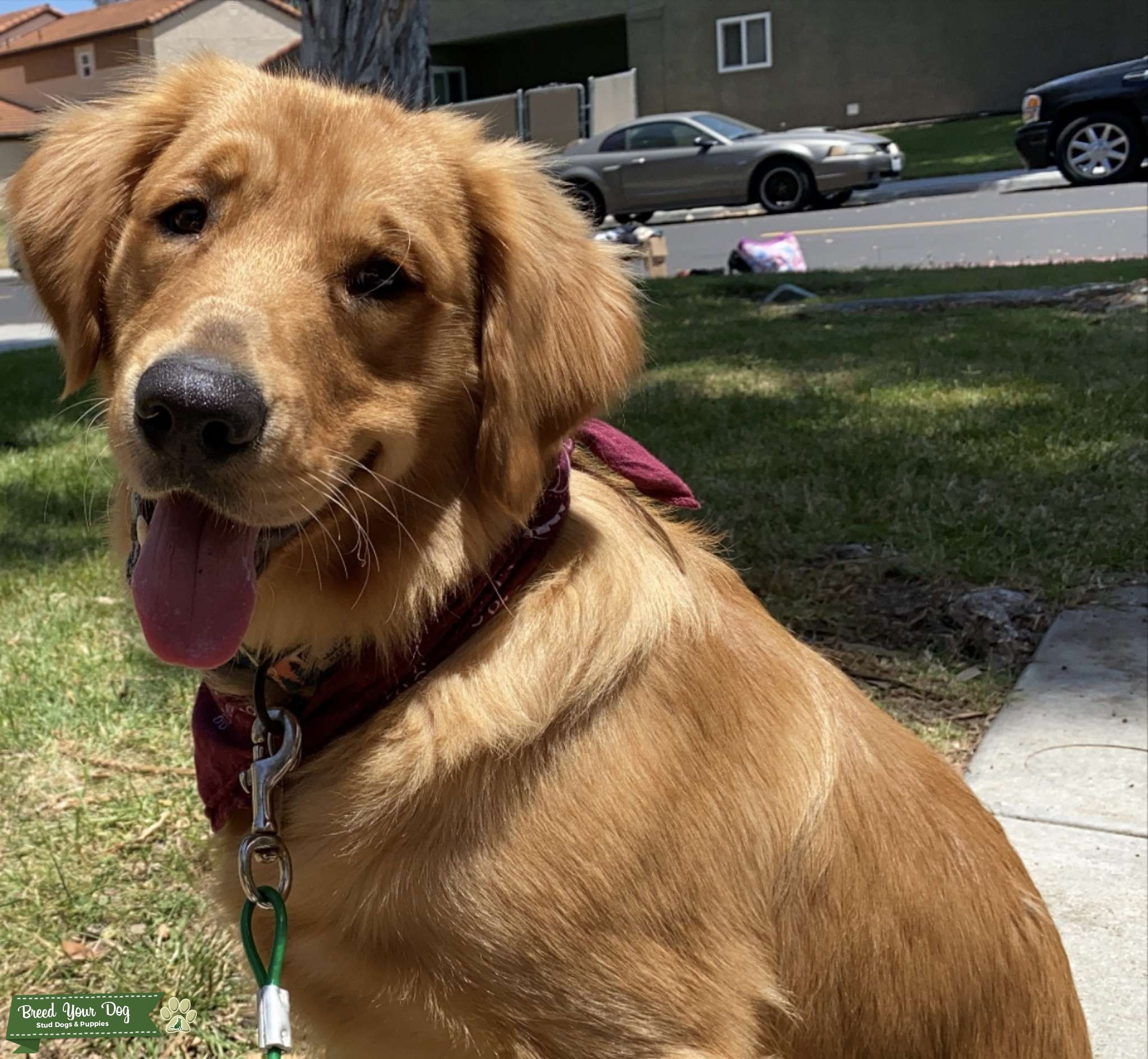 Golden Retriever Stud Stud Dog in Oceanside, CA , United States