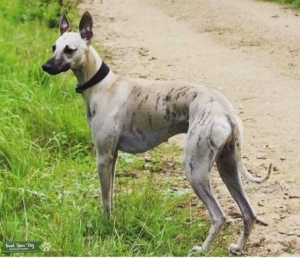 KC Registered Fawn Brindle Whippet Listing Image