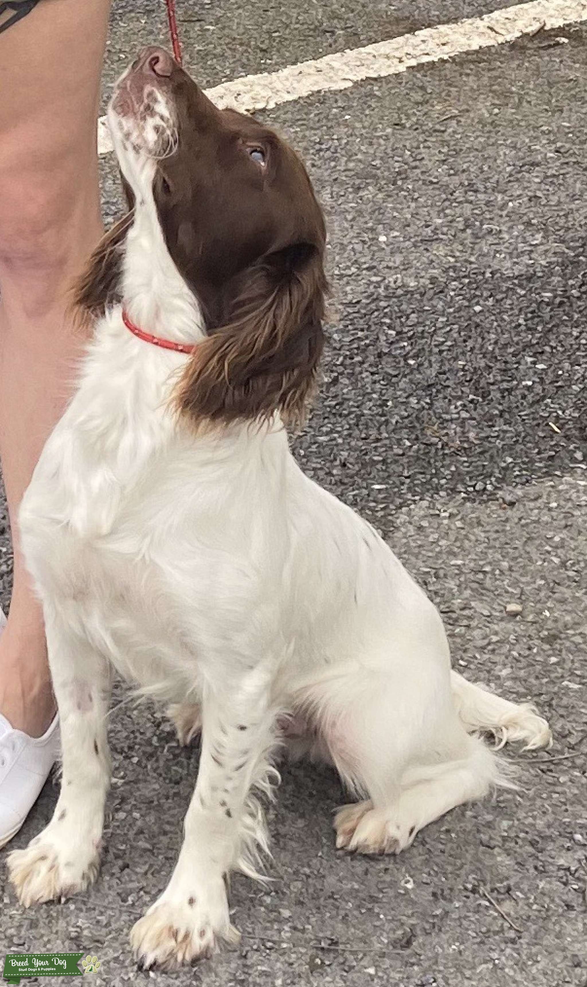 KC Reg Liver & White ESS Stud - Stud Dog in Leicestershire , United ...