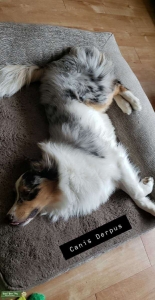 AKC Australian Shepherd (Full Size, Working Stock) Listing Image