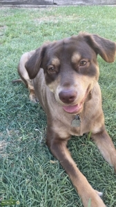 Looking for a stud for our girl Listing Image