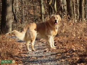 English cream golden retriever stud  Listing Image
