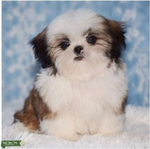 Full Bred White/Golden/Brown Shih Tzu Stud Sweetiepie Listing Image