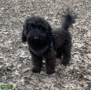 Pedigree Toy Poodle Stud Listing Image